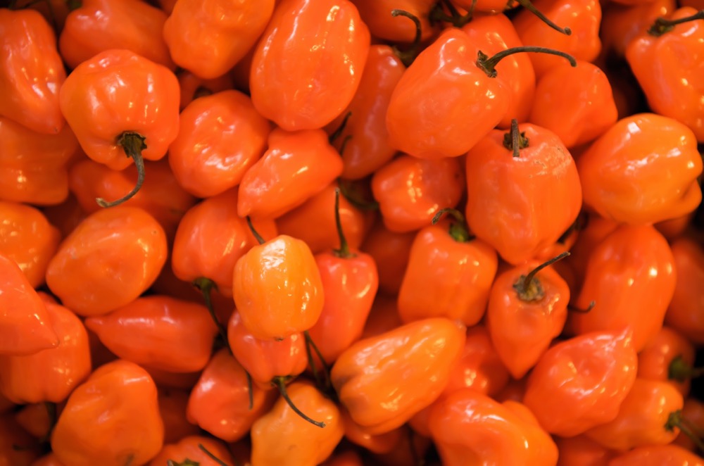 Bodega Hot Sauce – A Taste of the Heights